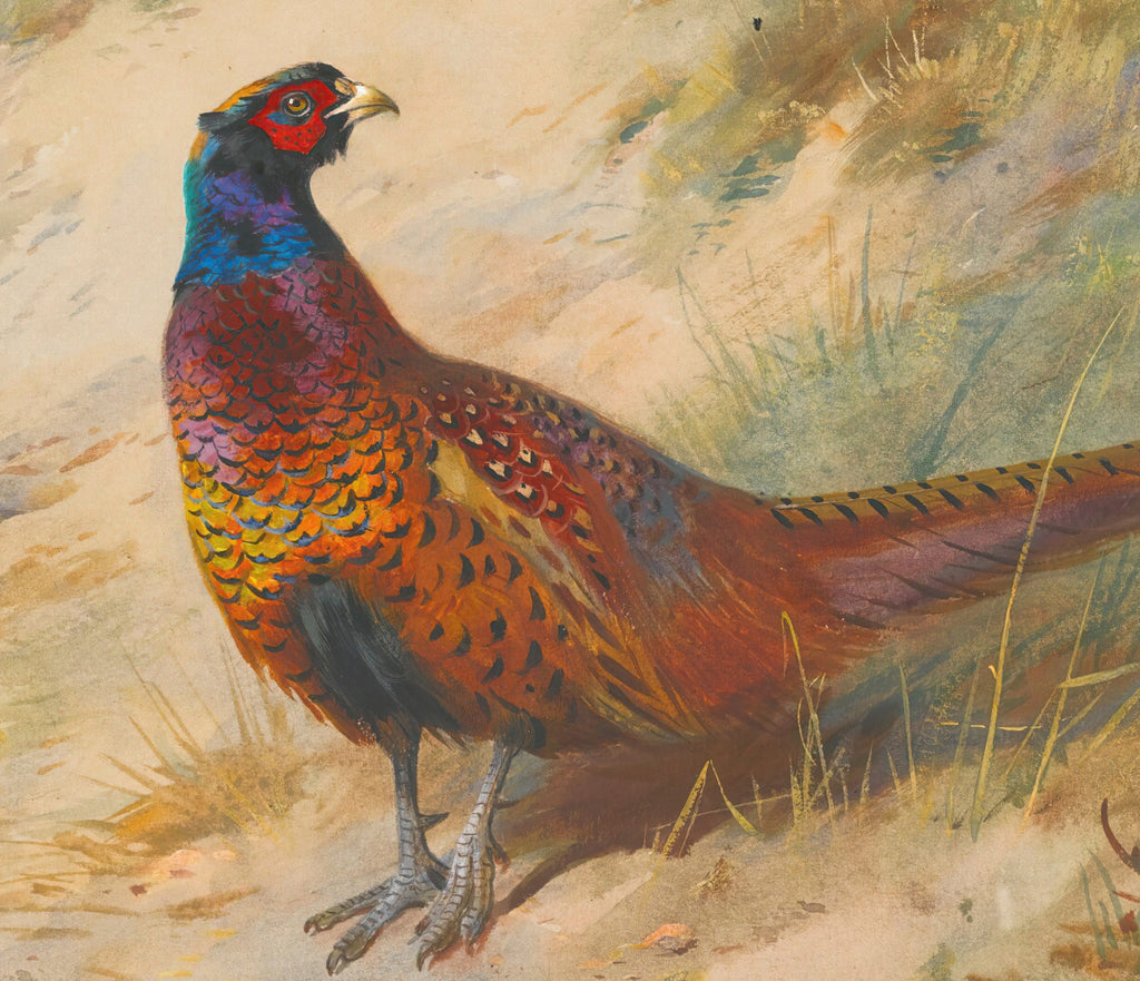 Pheasant, Archibald Thorburn, Birds Print