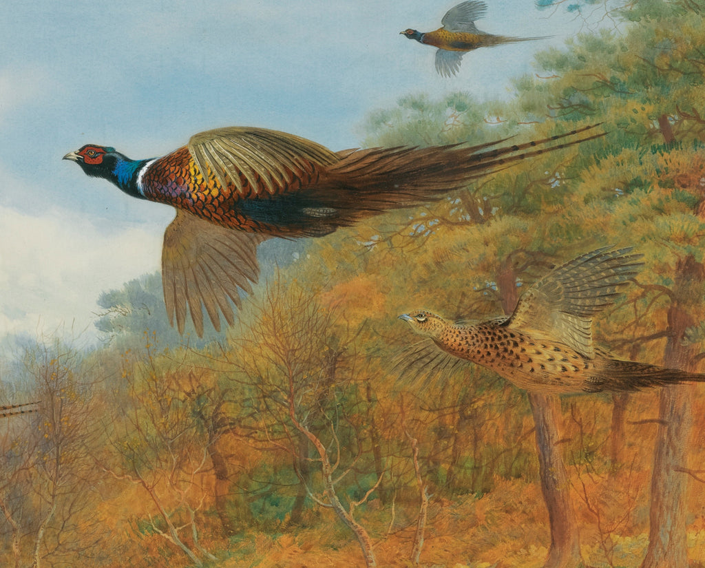 Pheasants Breaking Out Of Cover, Archibald Thorburn, Birds Print