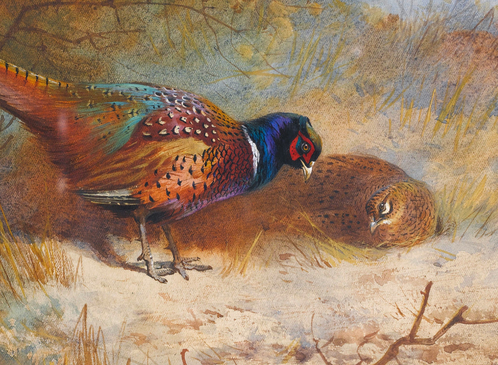 Pheasants, Archibald Thorburn, Birds Print
