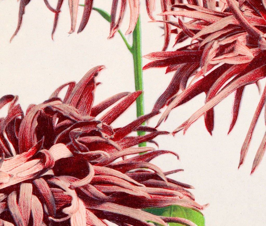 Ogawa Kazumasa Botanical Art Print, Pink Chrysanthemum
