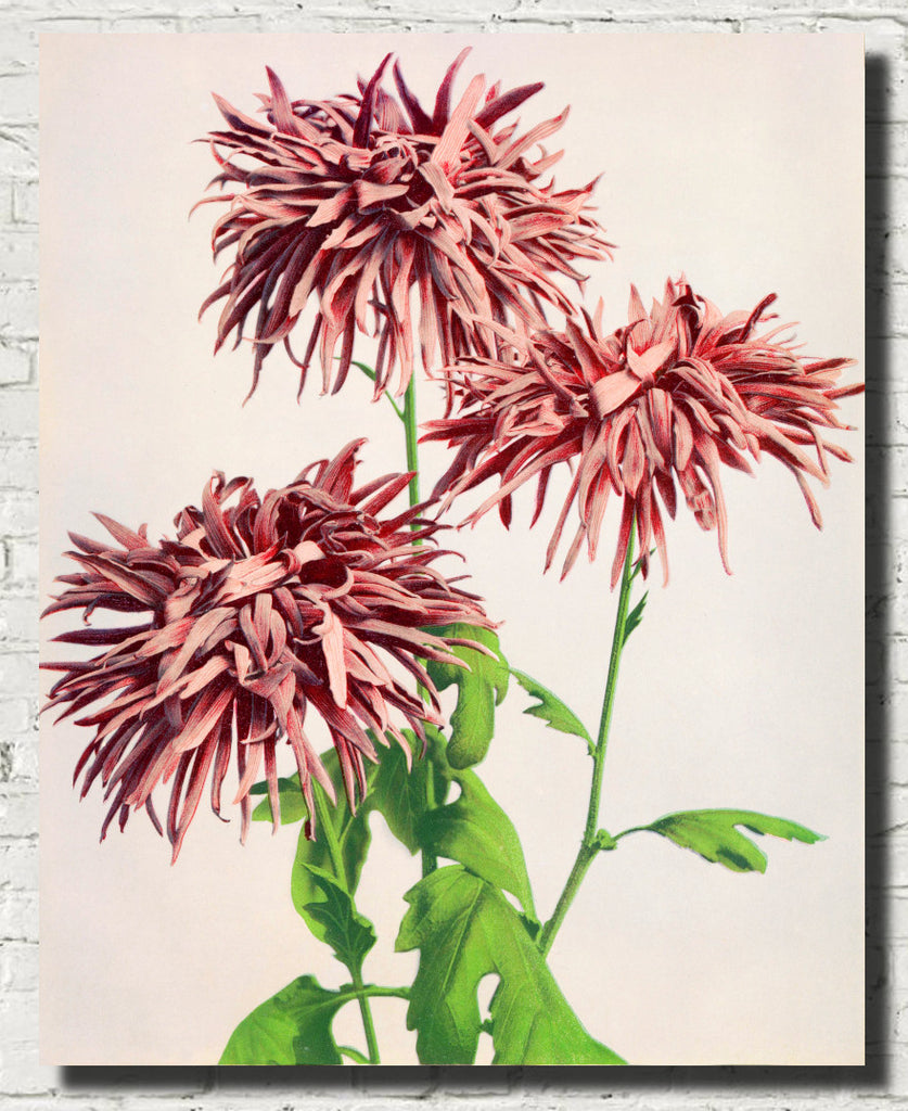 Ogawa Kazumasa Botanical Art Print, Pink Chrysanthemum