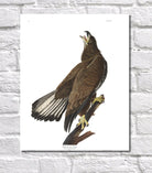 White Headed Eagle Illustration Print Vintage Bird Sketch Art 0424