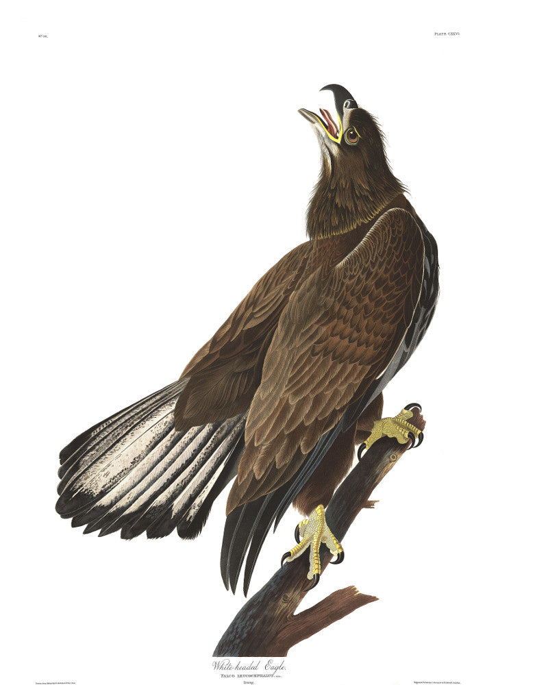 White Headed Eagle Illustration Print Vintage Bird Sketch Art 0424