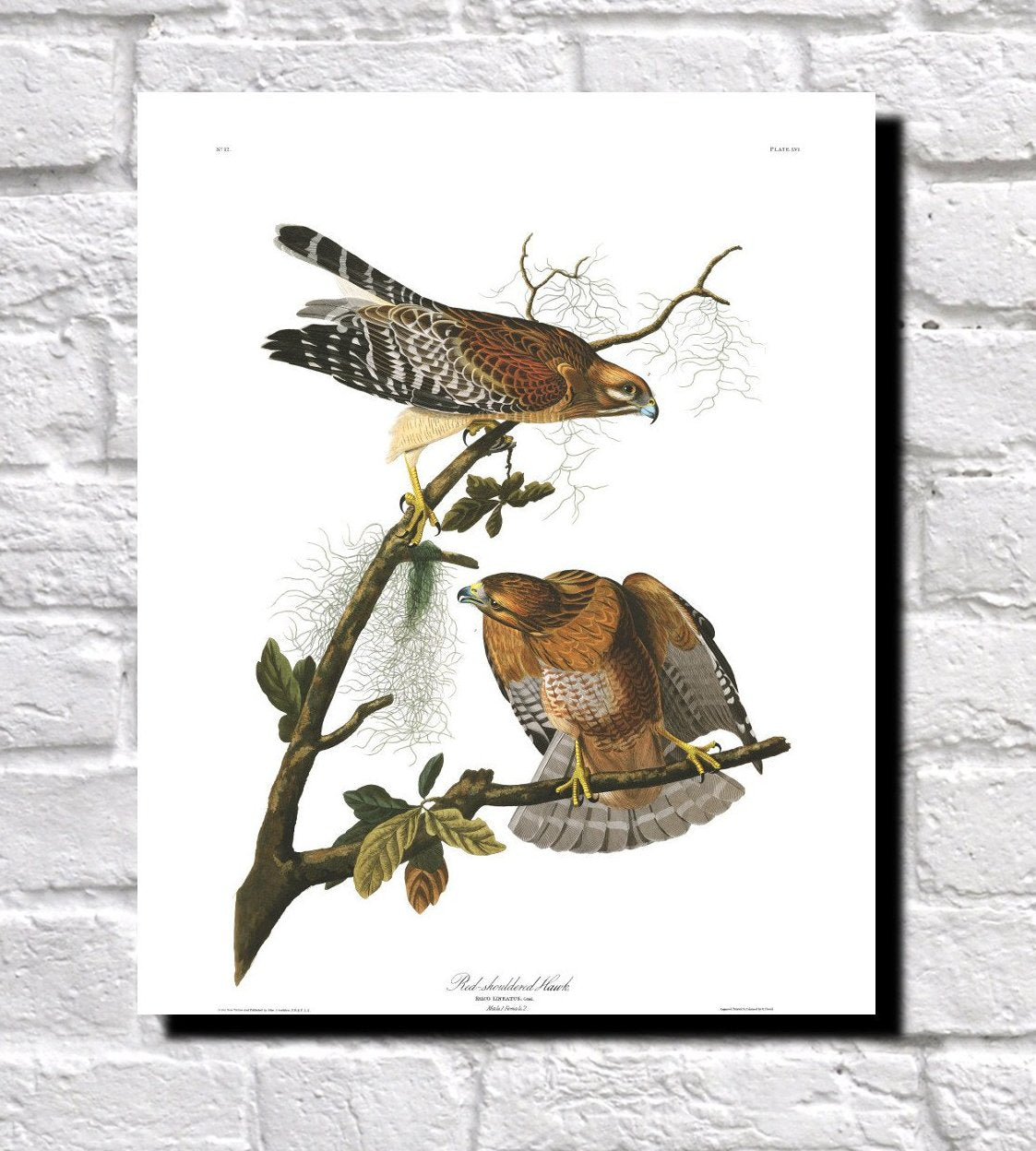 Red Shouldered Hawk Illustration Print Vintage Bird Sketch Art 0425