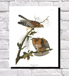 Red Shouldered Hawk Illustration Print Vintage Bird Sketch Art 0425