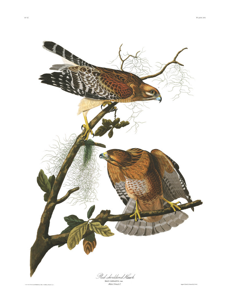 Red Shouldered Hawk Illustration Print Vintage Bird Sketch Art 0425