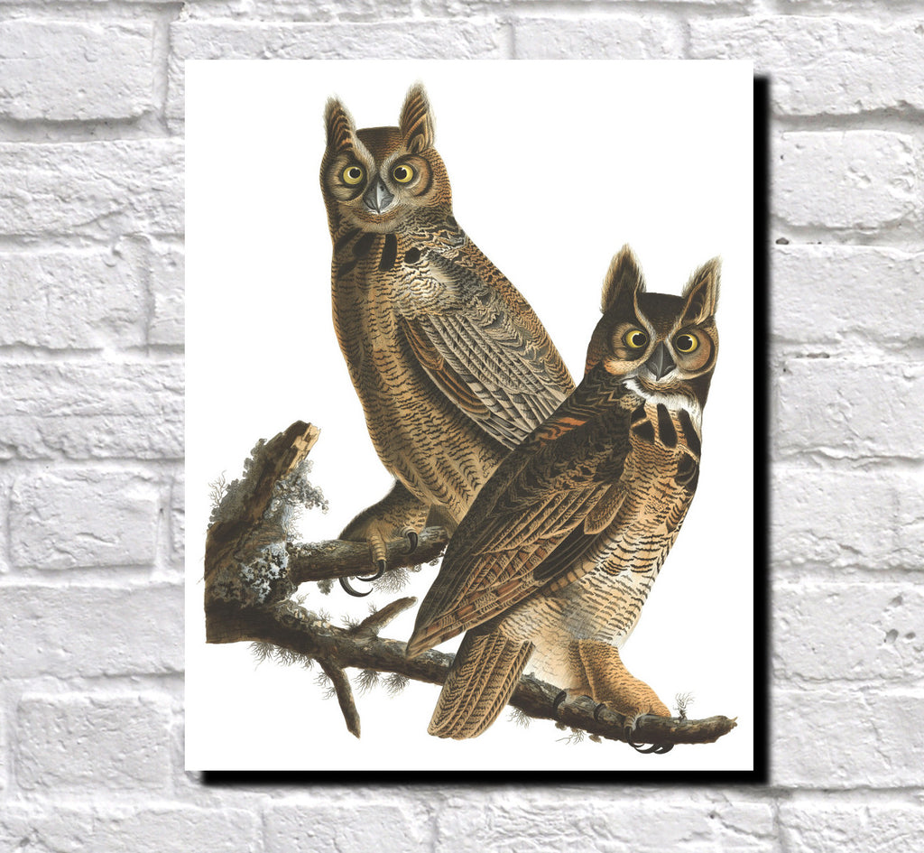 Great Horned Owl Illustration Print Vintage Bird Sketch Art 0421