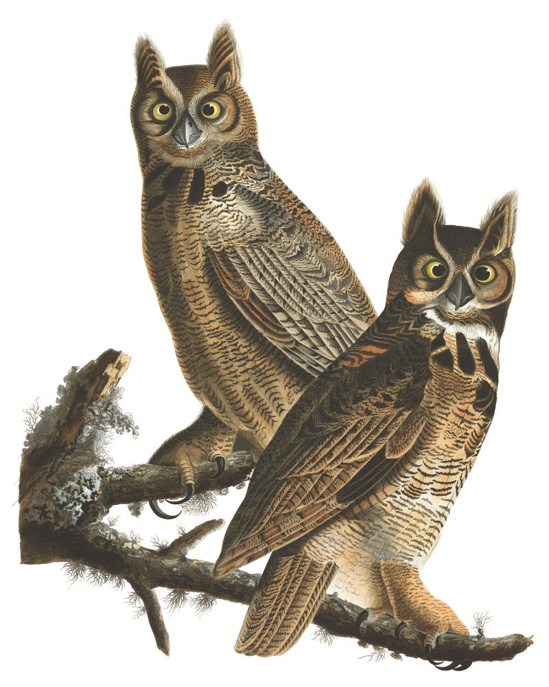 Great Horned Owl Illustration Print Vintage Bird Sketch Art 0421