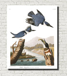 Belted Kingfisher Illustration Print Vintage Bird Sketch Art 0422