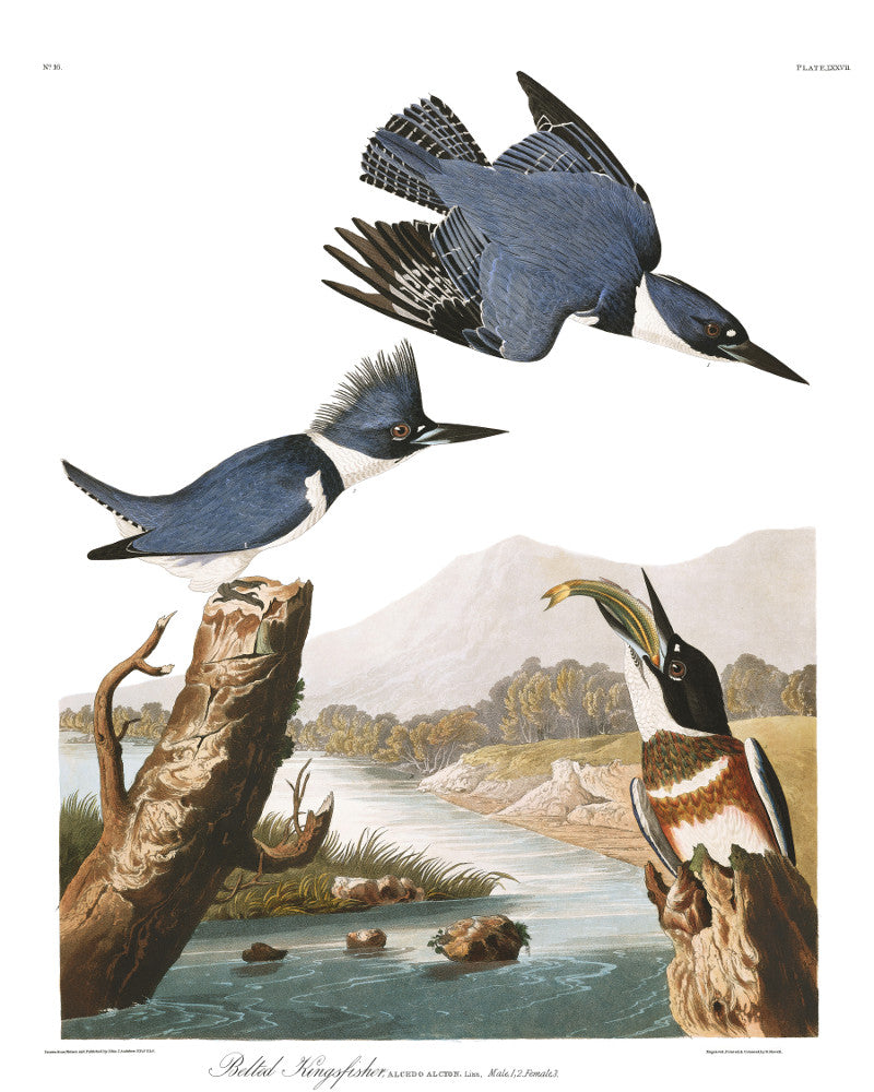 Belted Kingfisher Illustration Print Vintage Bird Sketch Art 0422