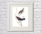 Prairie Starling Illustration Print Vintage Bird Sketch Art 0417