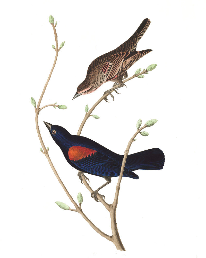 Prairie Starling Illustration Print Vintage Bird Sketch Art 0417
