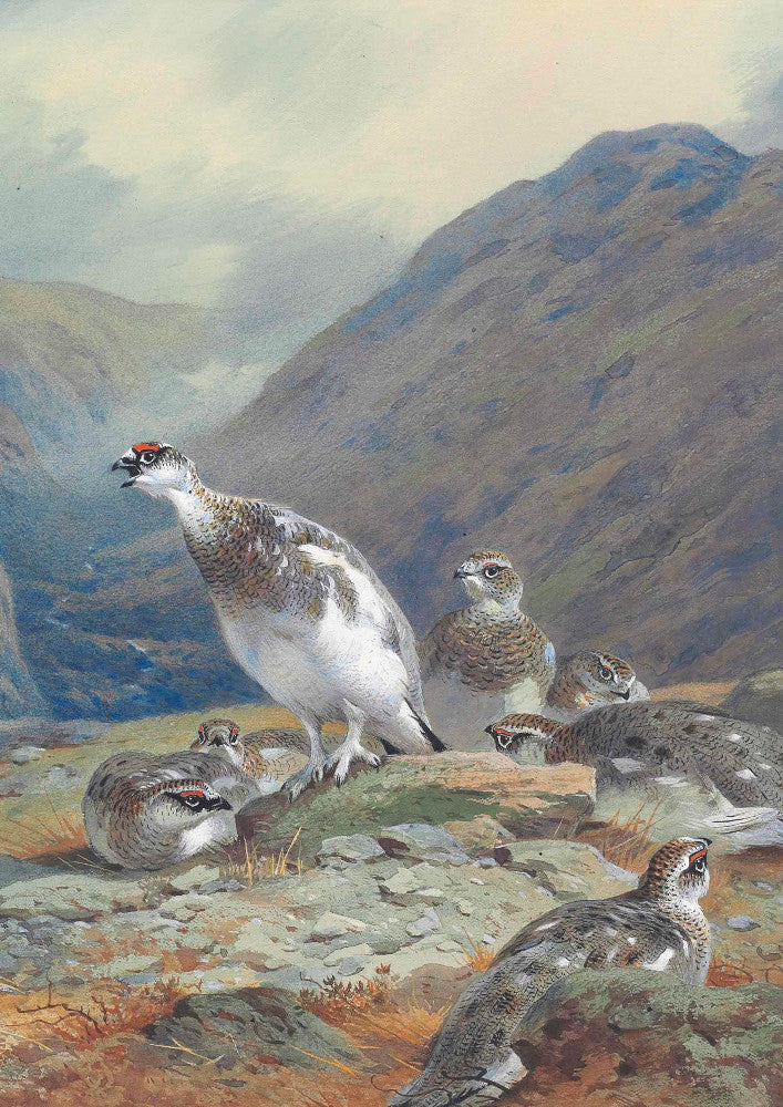 Ptarmigan in mid-plumage on a rocky outcrop above a glen, Archibald Thorburn, Birds Print