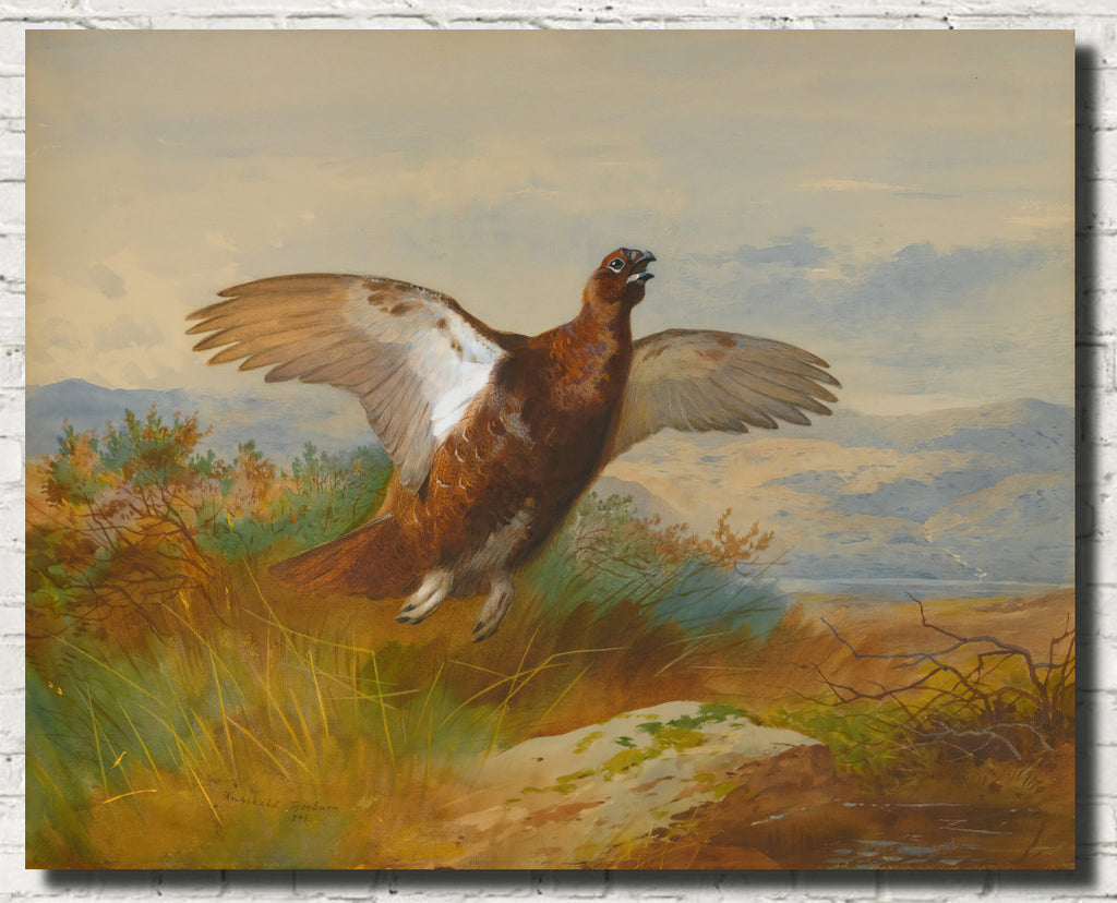 Red Grouse In Flight, Archibald Thorburn, Birds Print