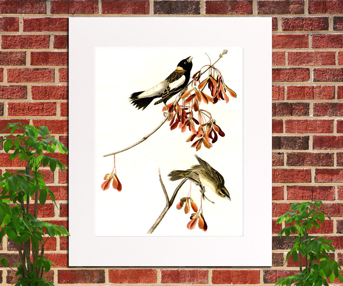 Rice Bird Illustration Print Vintage Bird Sketch Art 0412