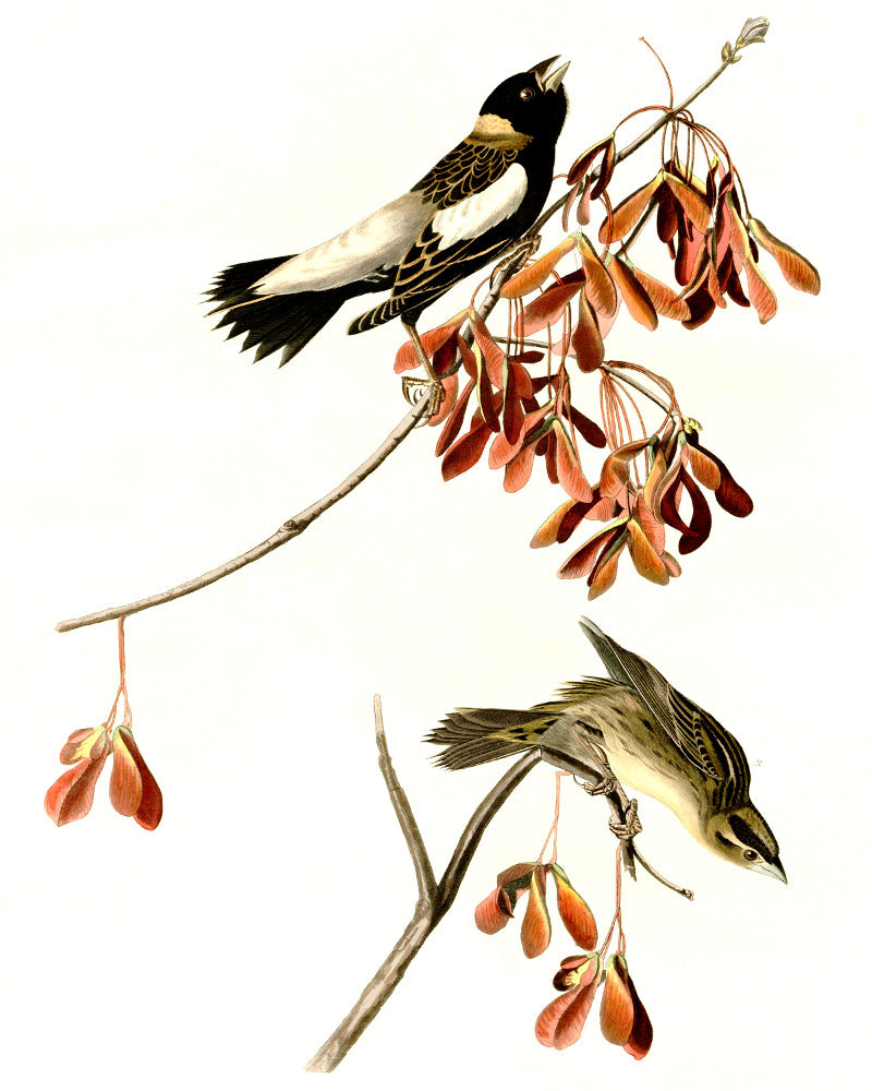 Rice Bird Illustration Print Vintage Bird Sketch Art 0412