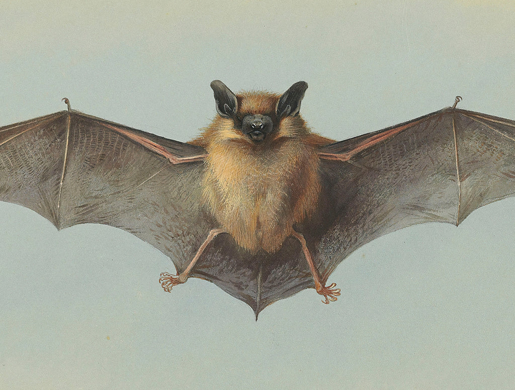 Pipistrelle Bat, Archibald Thorburn, Wildlife Print