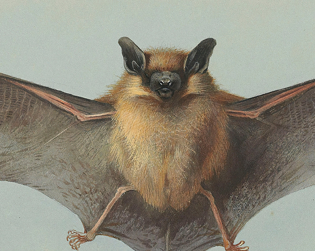 Pipistrelle Bat, Archibald Thorburn, Wildlife Print