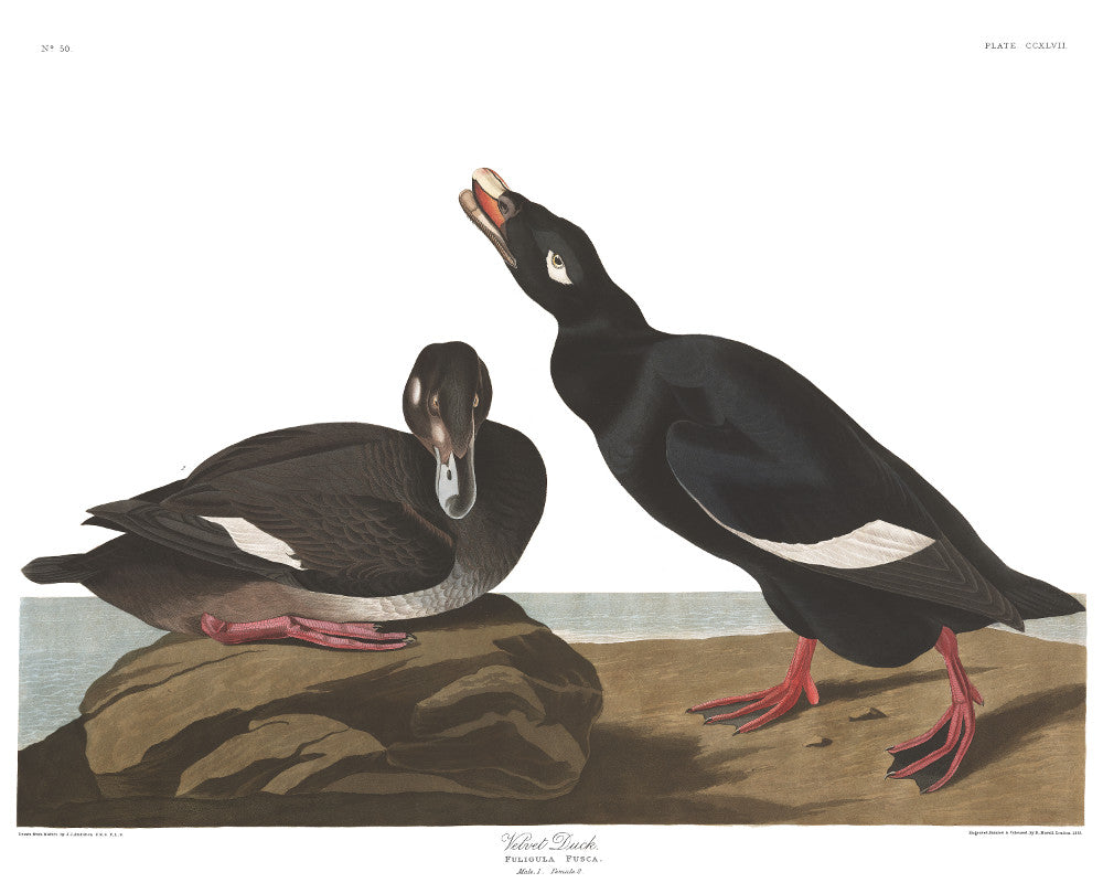 Velvet Duck Illustration Print Vintage Bird Sketch Art 0487