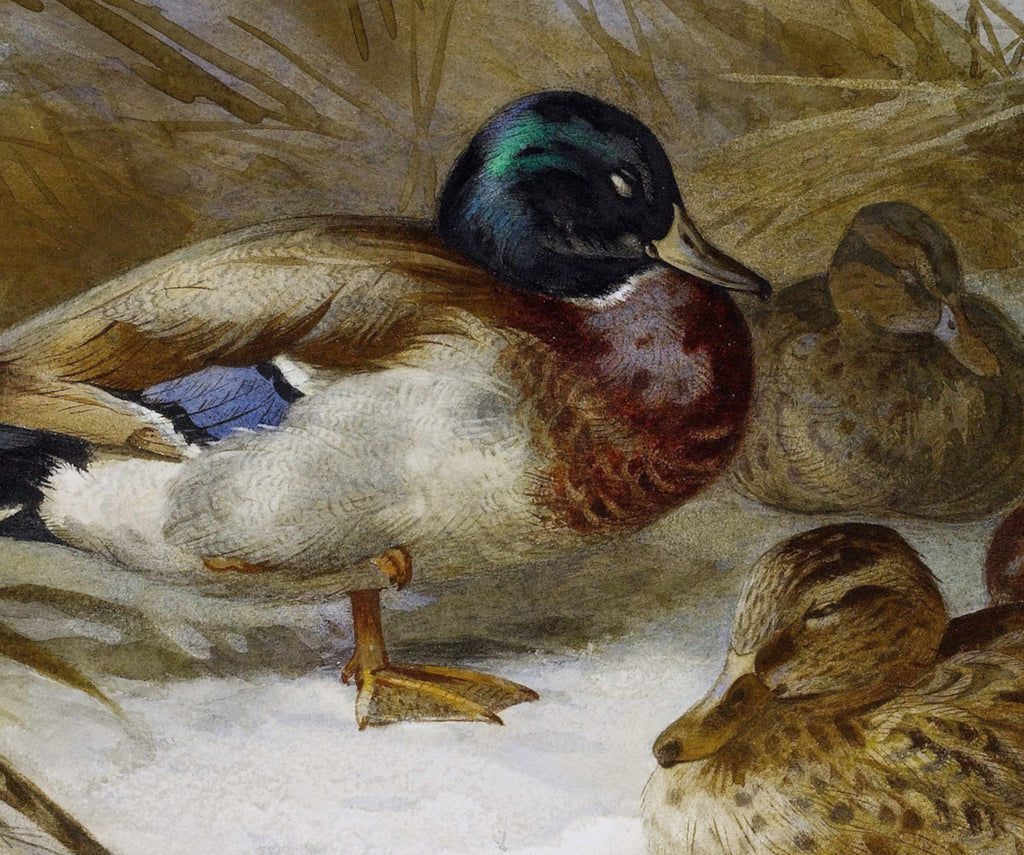 Winter Landscape With Mallard Duck, Archibald Thorburn, Birds Print