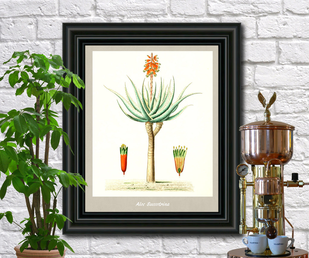 Aloe Print Vintage Botanical Illustration Poster Art - OnTrendAndFab