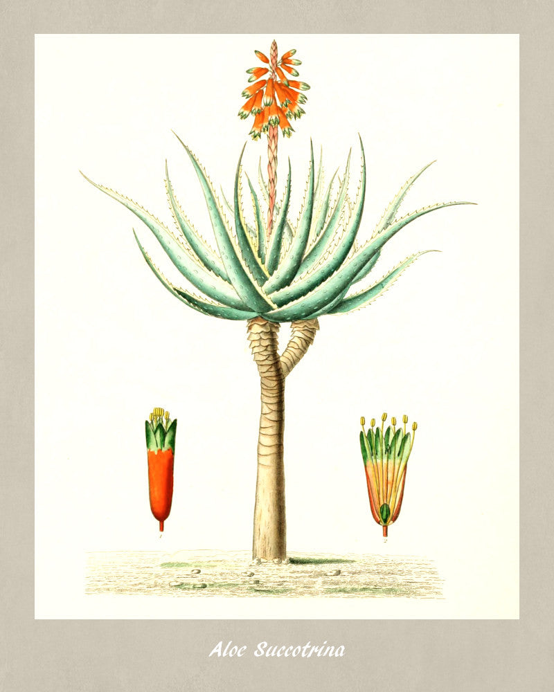 Aloe Print Vintage Botanical Illustration Poster Art - OnTrendAndFab