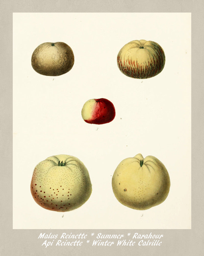 Apples Print Vintage Botanical Illustration Poster Art - OnTrendAndFab