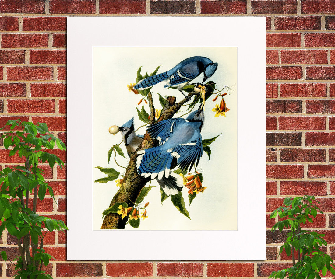 Blue Jay Illustration Print Vintage Bird Sketch Art 0404