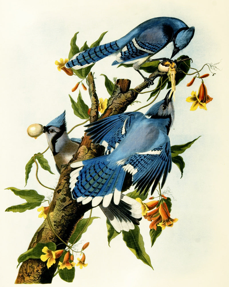 Blue Jay Illustration Print Vintage Bird Sketch Art 0404
