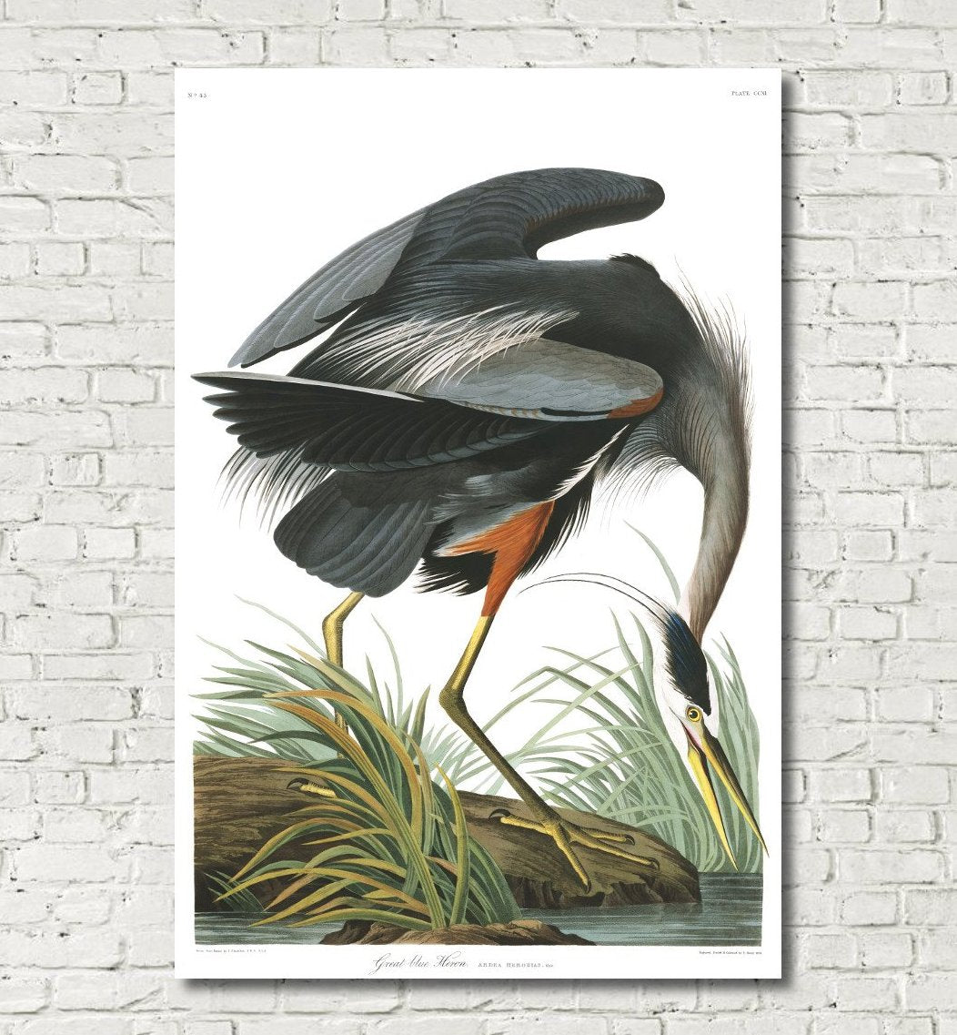 Great Blue Heron Illustration Print Vintage Bird Sketch Art 0580