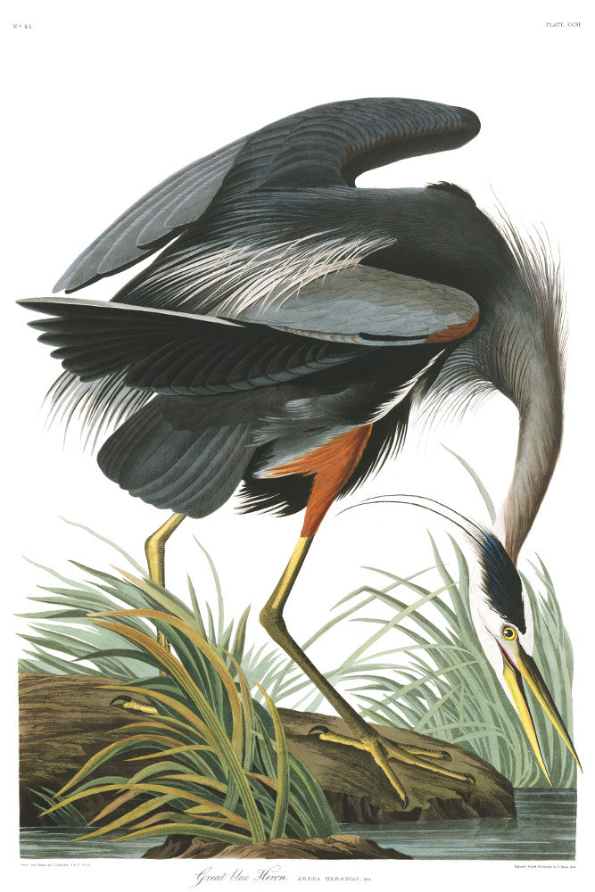 Great Blue Heron Illustration Print Vintage Bird Sketch Art 0580