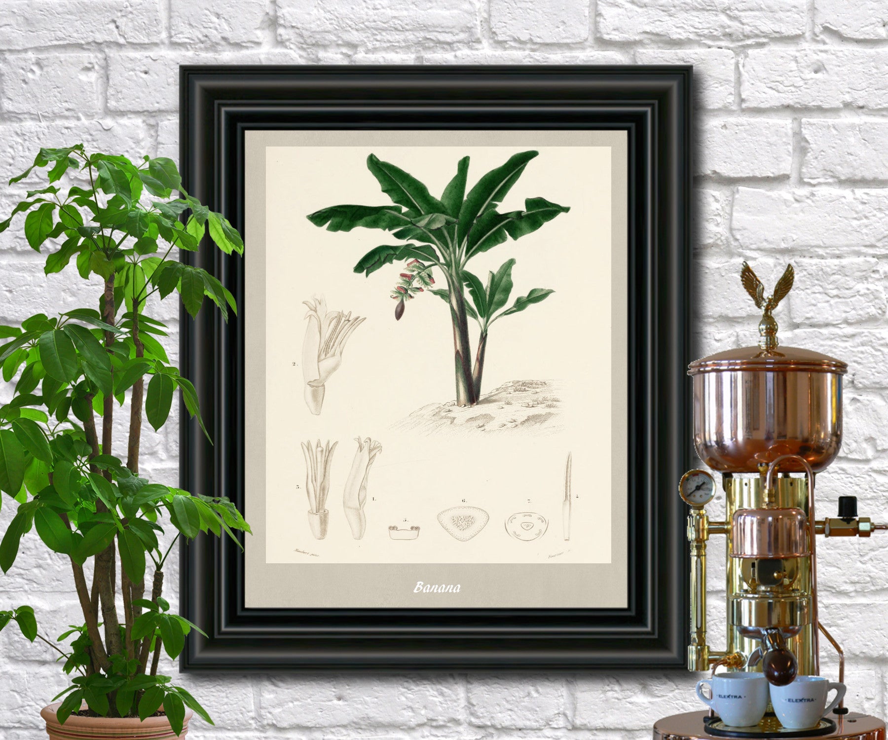 Bananas Print Vintage Botanical Illustration Poster Art - OnTrendAndFab