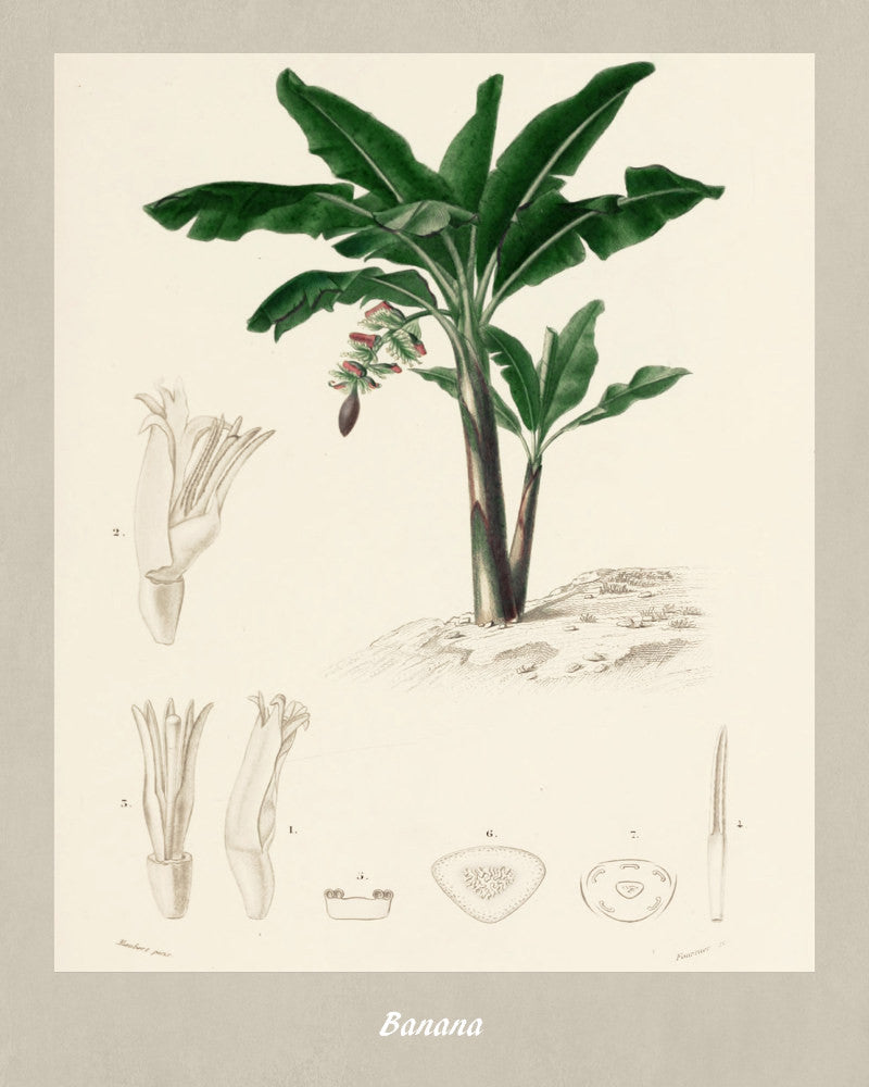 Bananas Print Vintage Botanical Illustration Poster Art - OnTrendAndFab