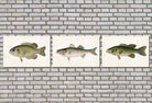 Bass Fishing Prints Set 3 Angling Wall Art 0597