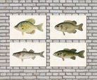 Bass Fishing Prints Set 4 Angling Wall Art 0596