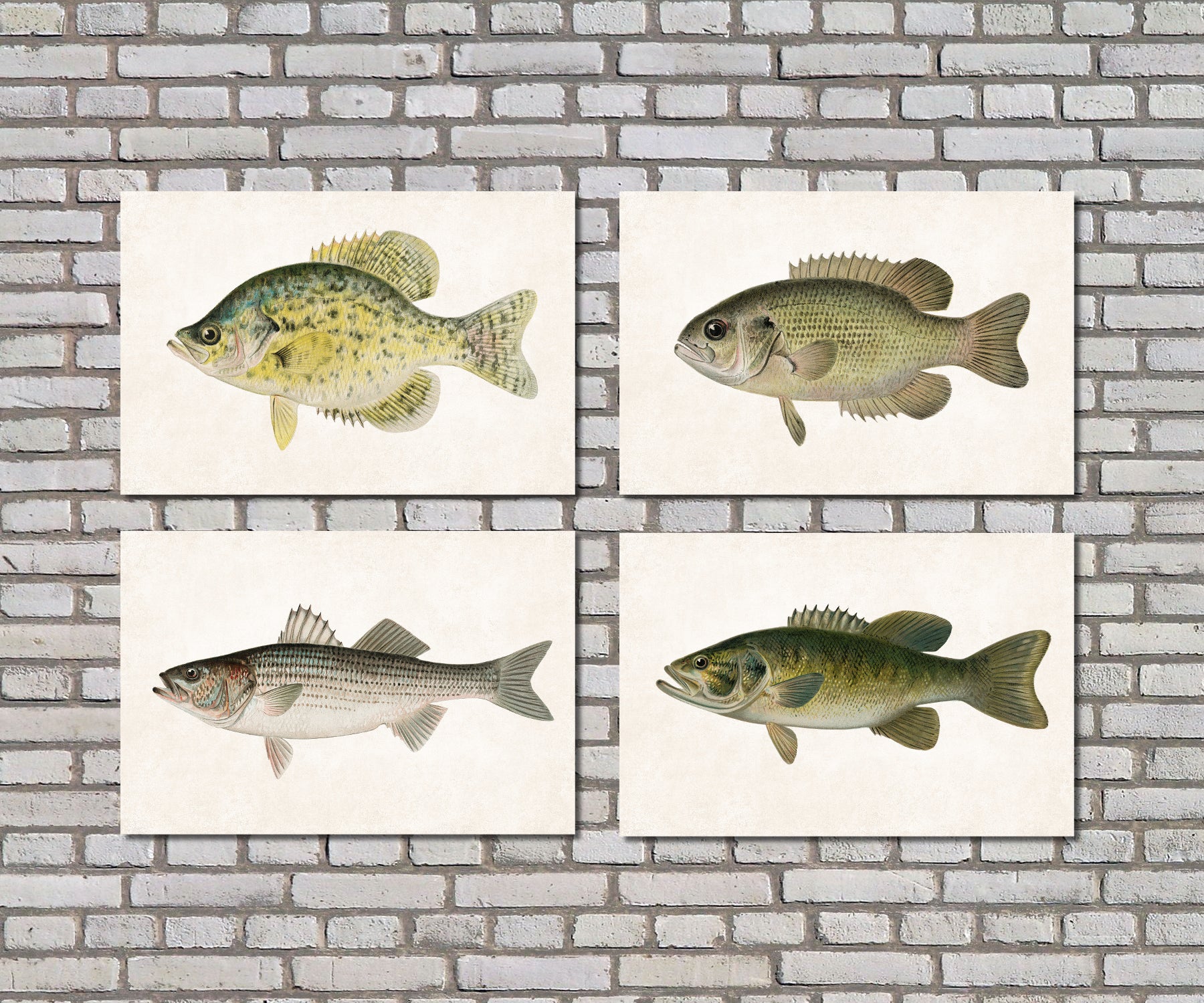 Bass Fishing Prints Set 4 Angling Wall Art 0596