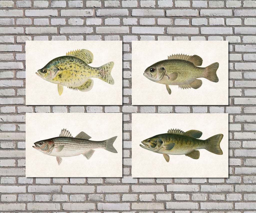 Bass Fishing Prints Set 4 Angling Wall Art 0596