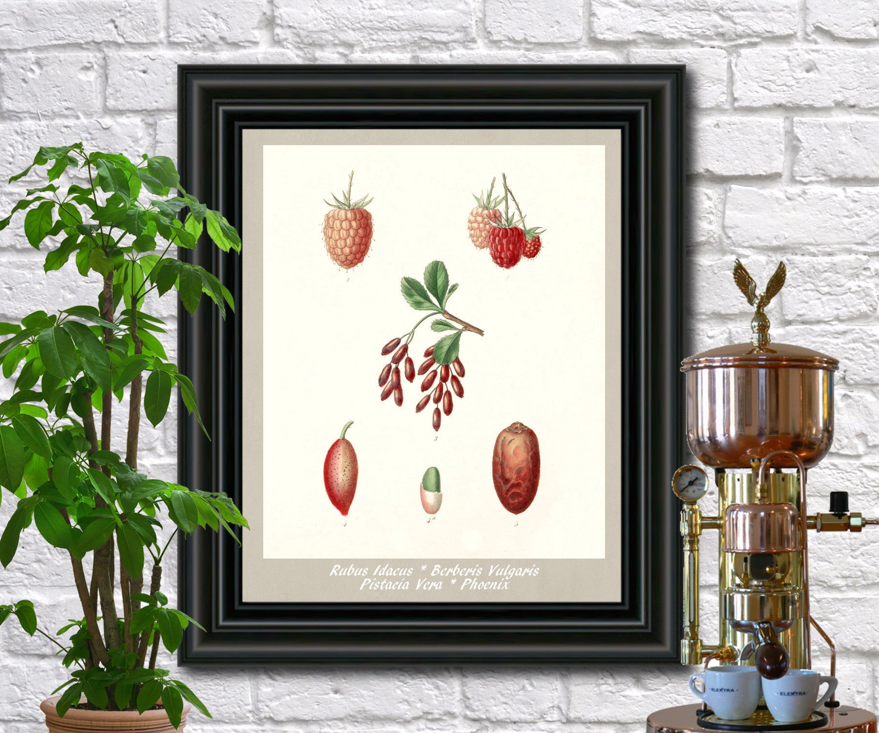 Berries Print Vintage Botanical Illustration Poster Art - OnTrendAndFab