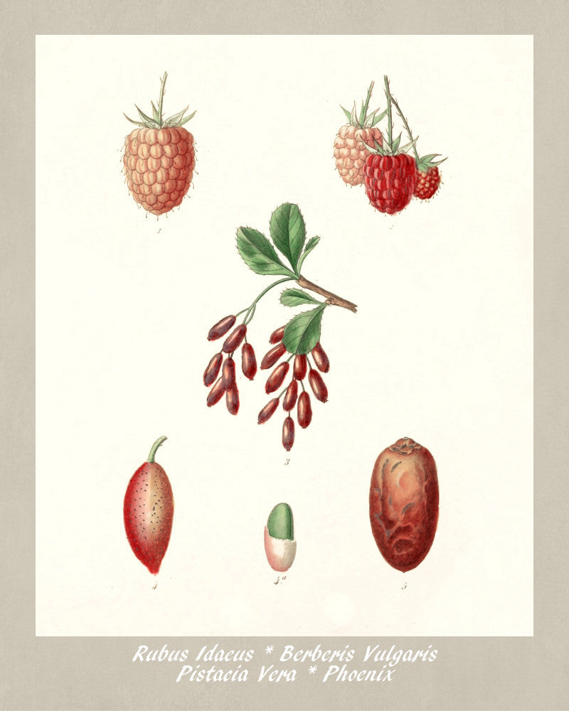 Berries Print Vintage Botanical Illustration Poster Art - OnTrendAndFab