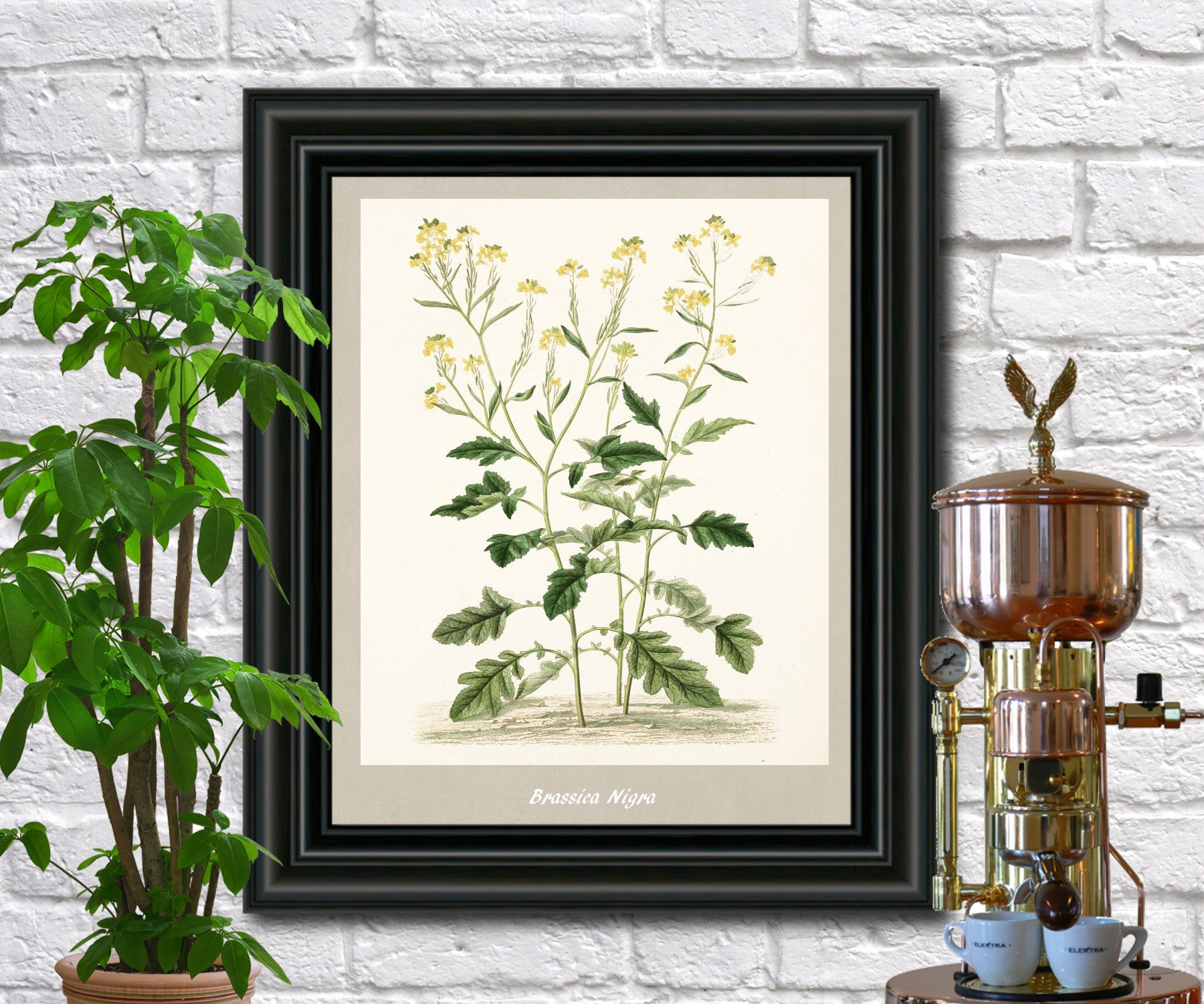 Black Mustard Print Vintage Botanical Illustration Poster Art - OnTrendAndFab