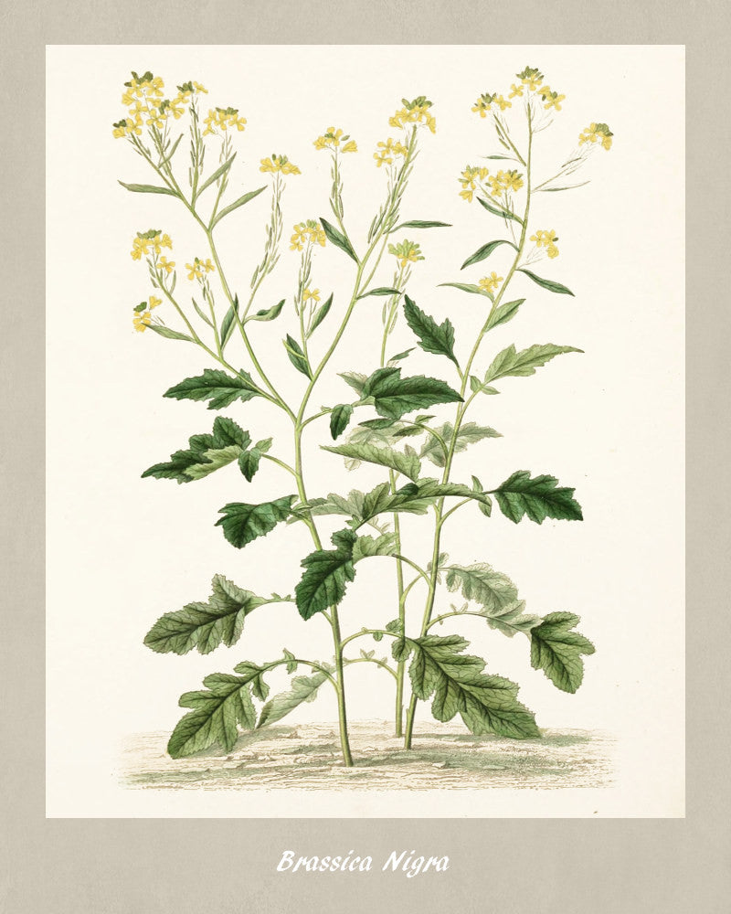 Black Mustard Print Vintage Botanical Illustration Poster Art - OnTrendAndFab