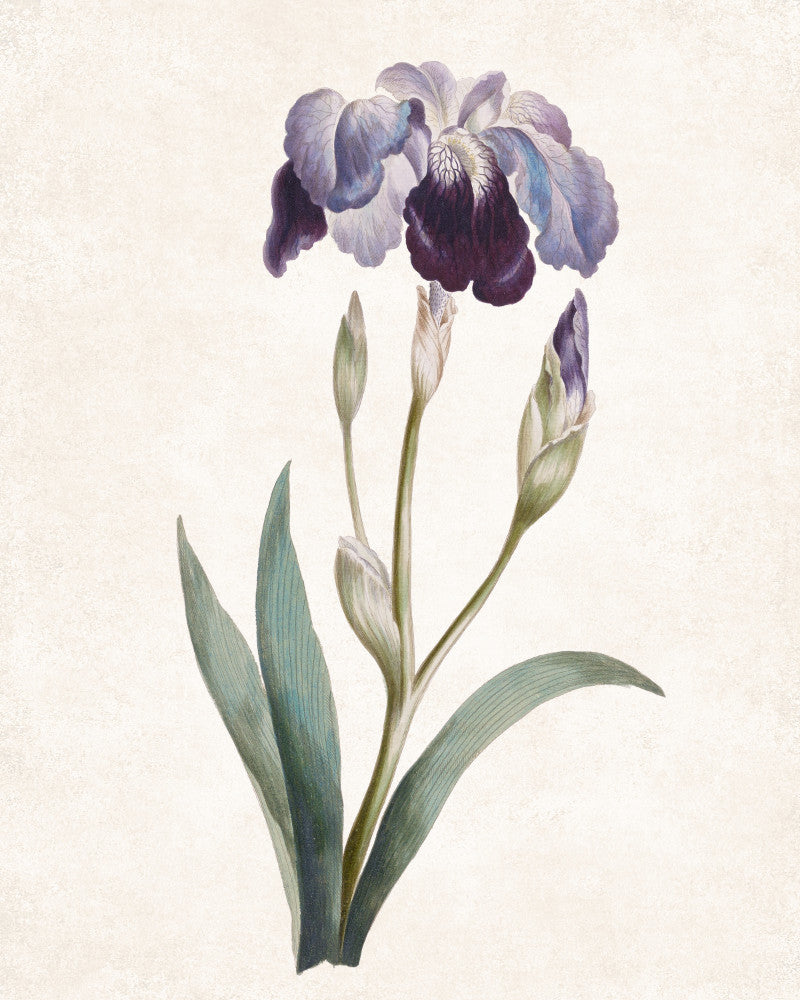 Iris Germanica Print Vintage Book Plate Art Botanical Illustration