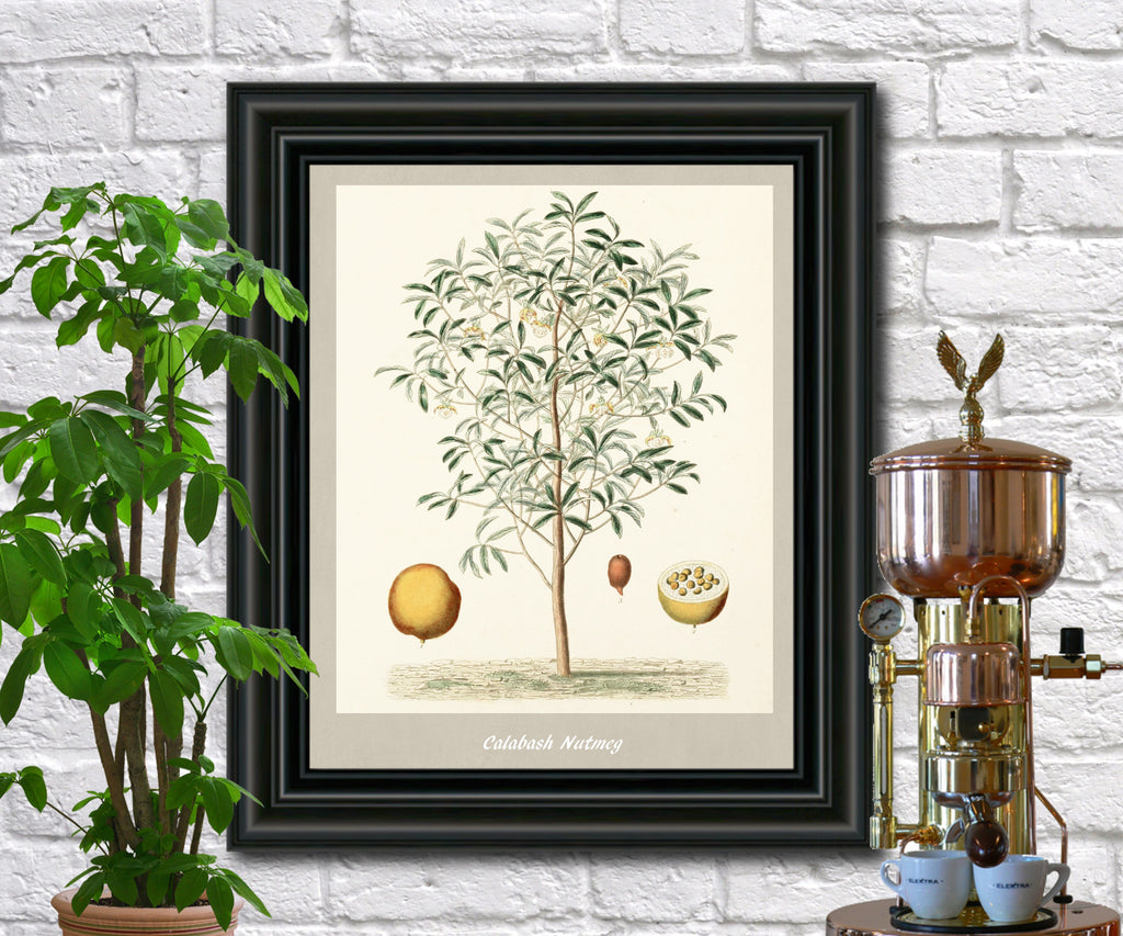 Nutmeg Print Vintage Botanical Illustration Poster Art - OnTrendAndFab
