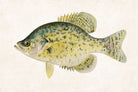 Calico Bass Fishing Print, Angling Wall Art 0591