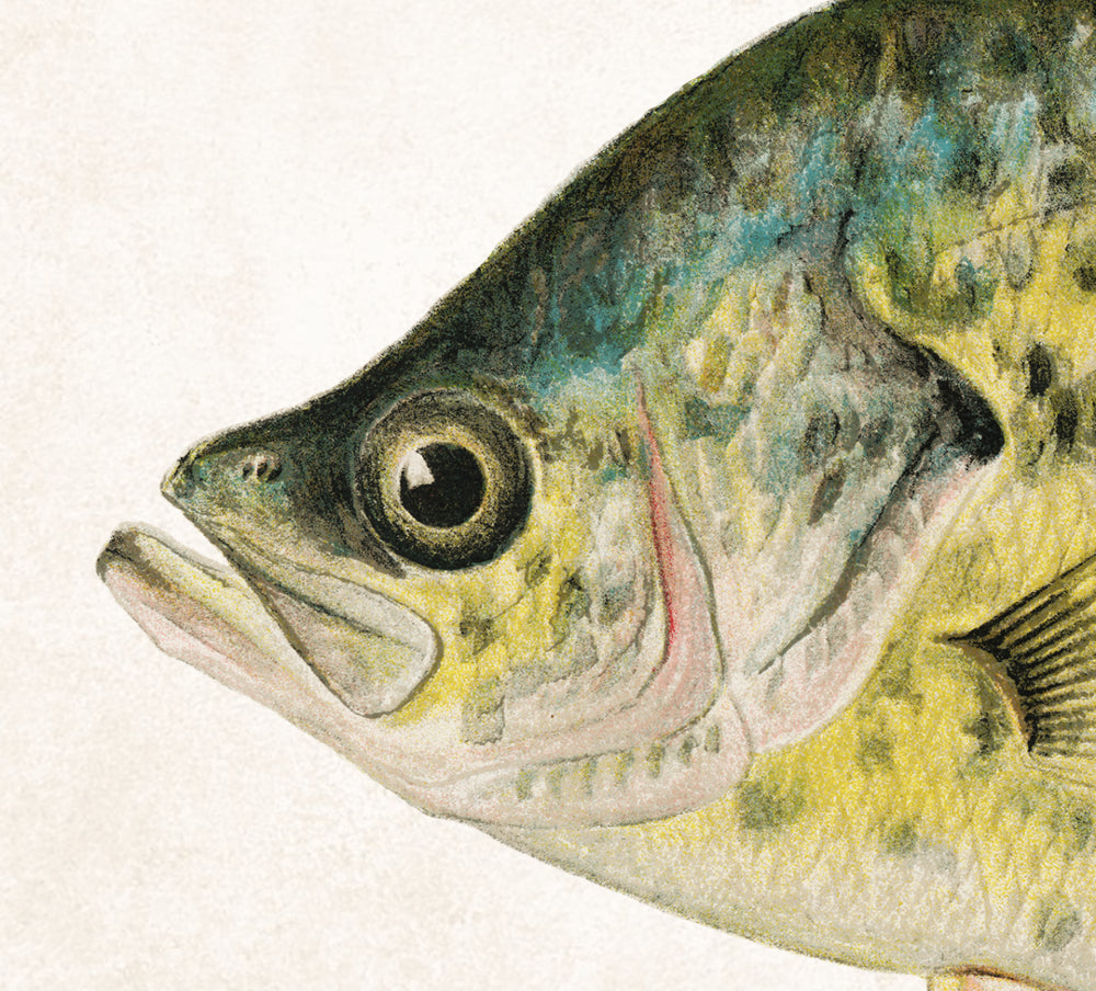Calico Bass Fishing Print, Angling Wall Art 0591
