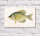 Calico Bass Fishing Print, Angling Wall Art 0591