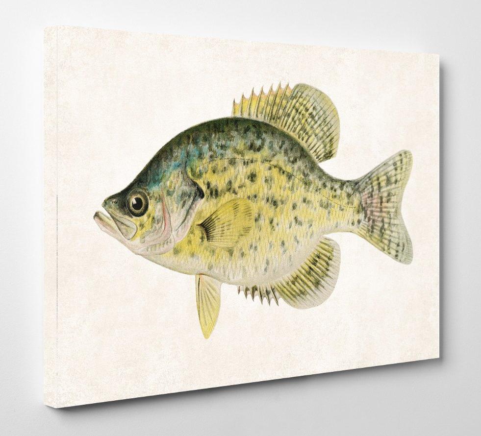 Calico Bass Fishing Print, Angling Wall Art 0591
