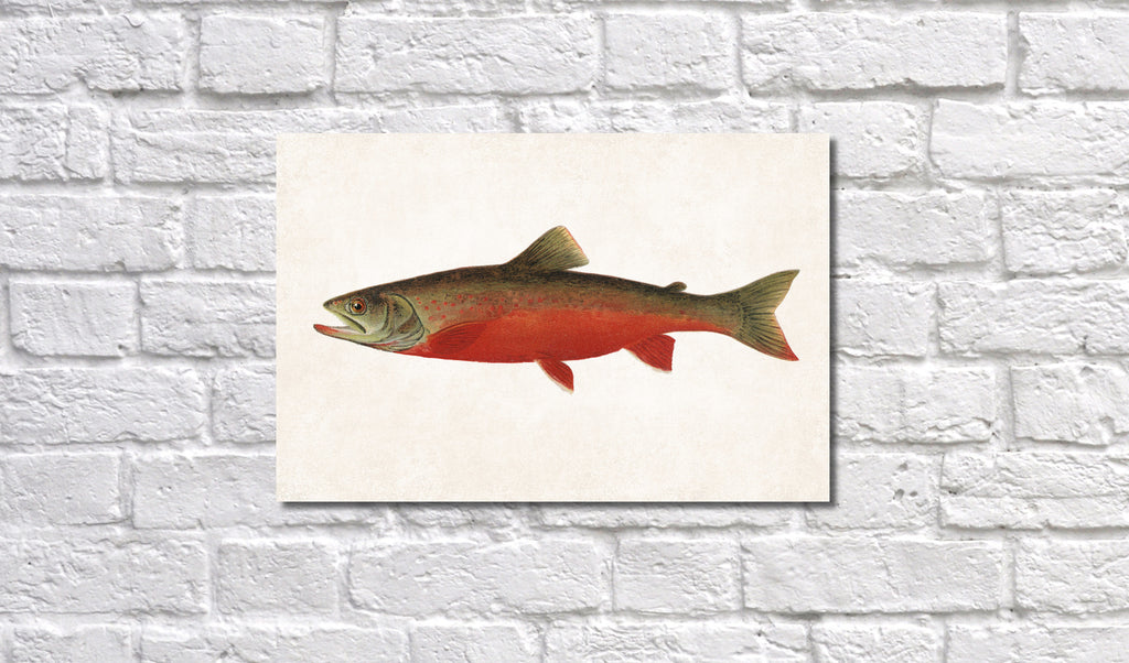 Canadian Red Trout Fishing Print, Angling Wall Art