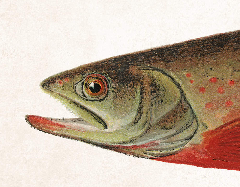 Canadian Red Trout Fishing Print, Angling Wall Art