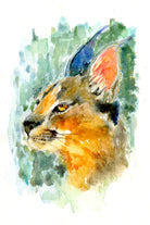 Caracal Watercolour Print, Andi Lucas Wildlife Art